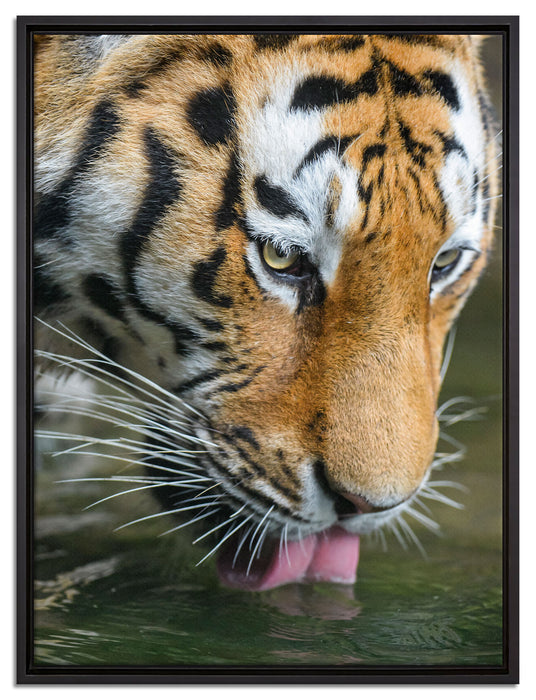 Tiger trinkt auf Leinwandbild gerahmt Größe 80x60