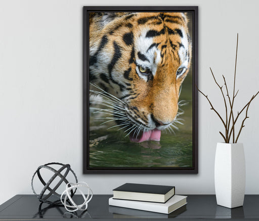 Tiger trinkt auf Leinwandbild gerahmt mit Kirschblüten