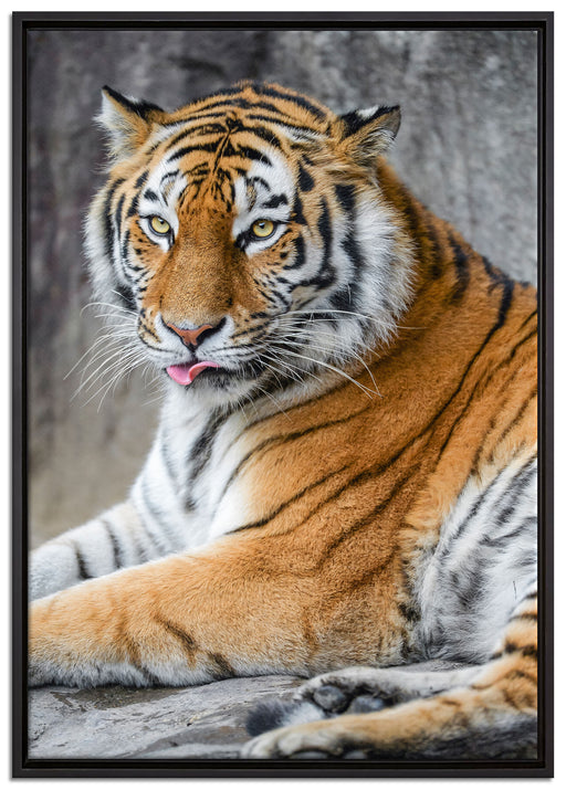 schöner Tiger beim Putzen auf Leinwandbild gerahmt Größe 100x70