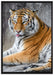 schöner Tiger beim Putzen auf Leinwandbild gerahmt Größe 100x70
