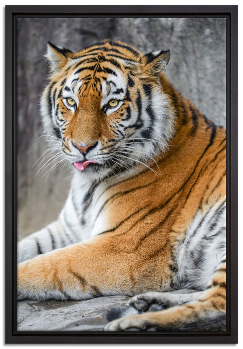 schöner Tiger beim Putzen auf Leinwandbild gerahmt Größe 60x40