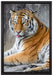 schöner Tiger beim Putzen auf Leinwandbild gerahmt Größe 60x40
