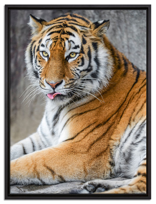 schöner Tiger beim Putzen auf Leinwandbild gerahmt Größe 80x60