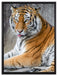 schöner Tiger beim Putzen auf Leinwandbild gerahmt Größe 80x60