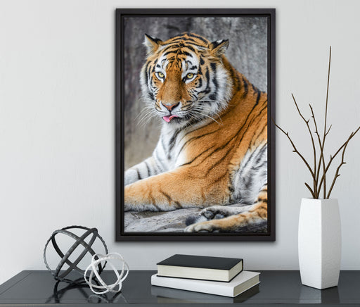 schöner Tiger beim Putzen auf Leinwandbild gerahmt mit Kirschblüten