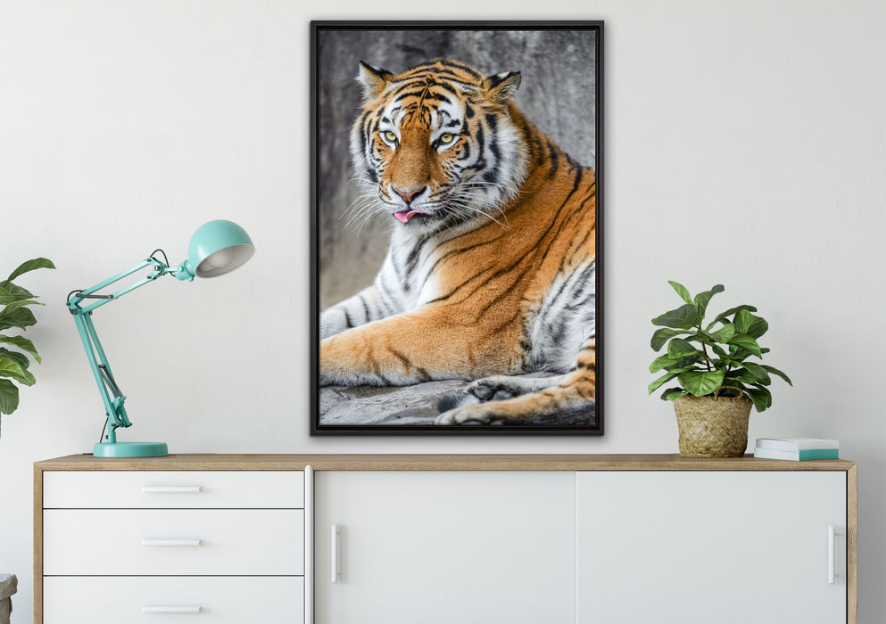 schöner Tiger beim Putzen auf Leinwandbild gerahmt verschiedene Größen im Wohnzimmer
