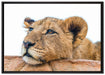 junger Löwe schläft auf Leinwandbild gerahmt Größe 100x70