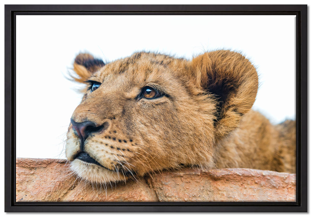 junger Löwe schläft auf Leinwandbild gerahmt Größe 60x40