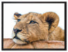 junger Löwe schläft auf Leinwandbild gerahmt Größe 80x60