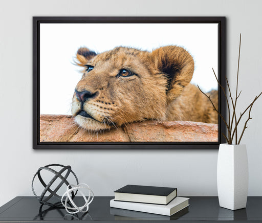junger Löwe schläft auf Leinwandbild gerahmt mit Kirschblüten