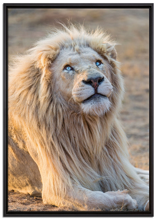 anmutiger weißer Löwe auf Leinwandbild gerahmt Größe 100x70