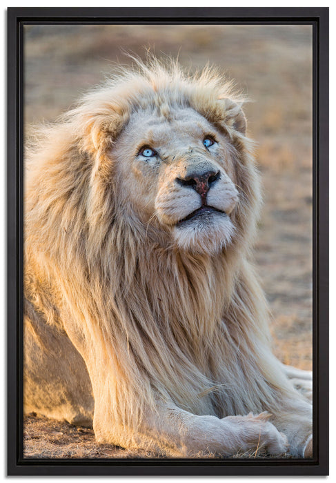 anmutiger weißer Löwe auf Leinwandbild gerahmt Größe 60x40