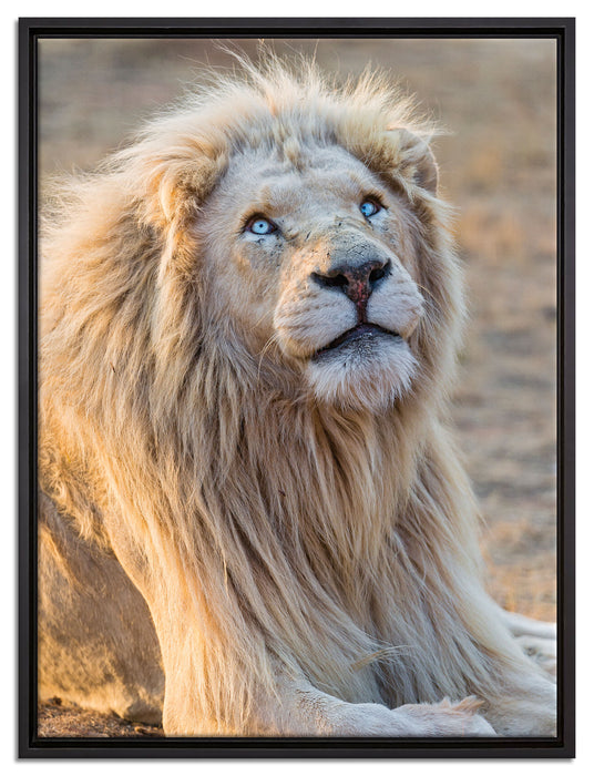 anmutiger weißer Löwe auf Leinwandbild gerahmt Größe 80x60