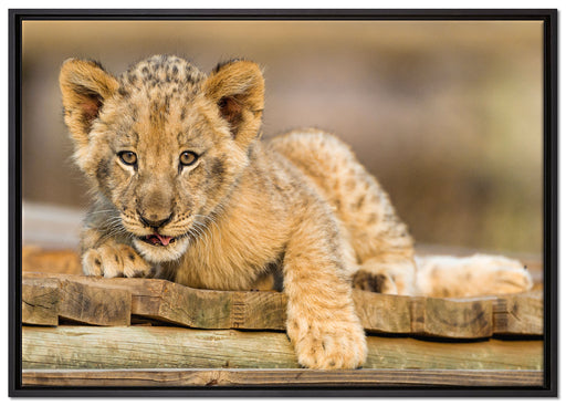 Löwenjunges auf Holzbrettern auf Leinwandbild gerahmt Größe 100x70