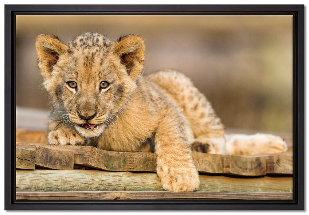 Löwenjunges auf Holzbrettern auf Leinwandbild gerahmt Größe 60x40