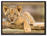 Löwenjunges auf Holzbrettern auf Leinwandbild gerahmt Größe 80x60