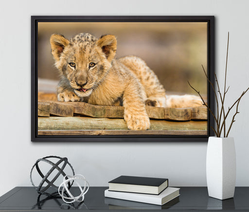 Löwenjunges auf Holzbrettern auf Leinwandbild gerahmt mit Kirschblüten