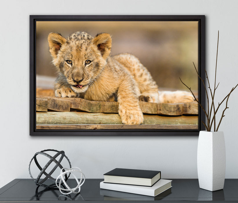 Löwenjunges auf Holzbrettern auf Leinwandbild gerahmt mit Kirschblüten