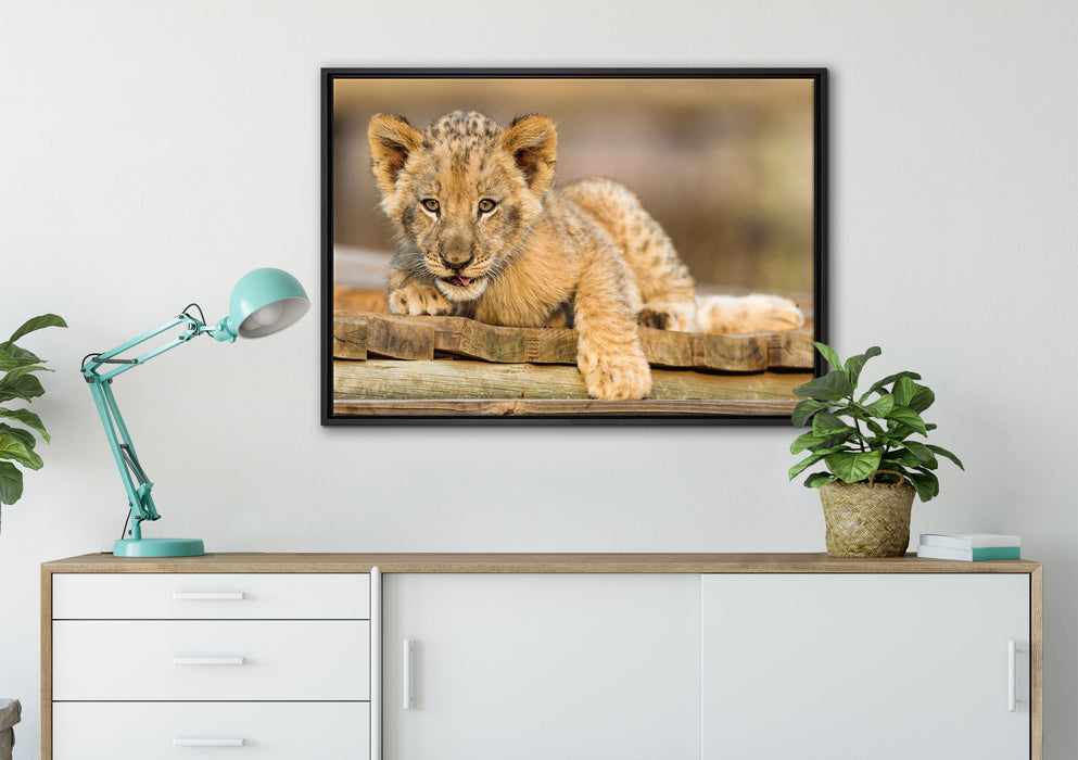 Löwenjunges auf Holzbrettern auf Leinwandbild gerahmt verschiedene Größen im Wohnzimmer