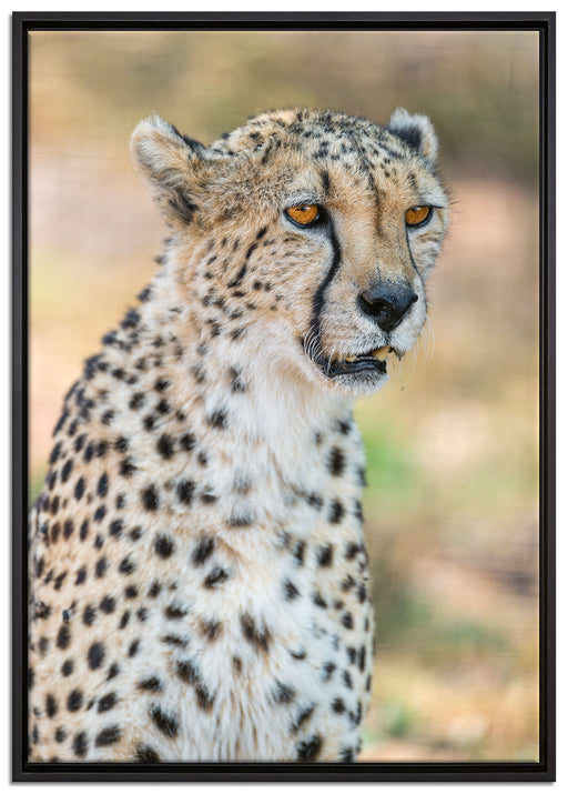ausgewachsener Gepard auf Leinwandbild gerahmt Größe 100x70