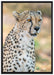 ausgewachsener Gepard auf Leinwandbild gerahmt Größe 100x70