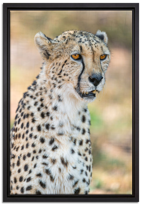 ausgewachsener Gepard auf Leinwandbild gerahmt Größe 60x40