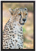 ausgewachsener Gepard auf Leinwandbild gerahmt Größe 60x40