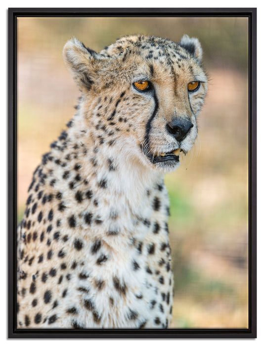 ausgewachsener Gepard auf Leinwandbild gerahmt Größe 80x60