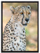 ausgewachsener Gepard auf Leinwandbild gerahmt Größe 80x60