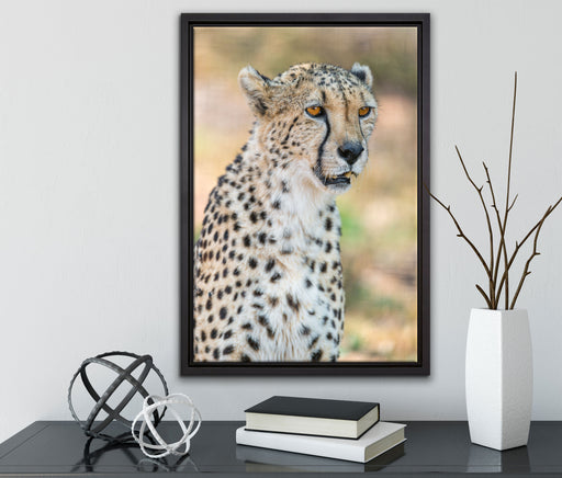 ausgewachsener Gepard auf Leinwandbild gerahmt mit Kirschblüten