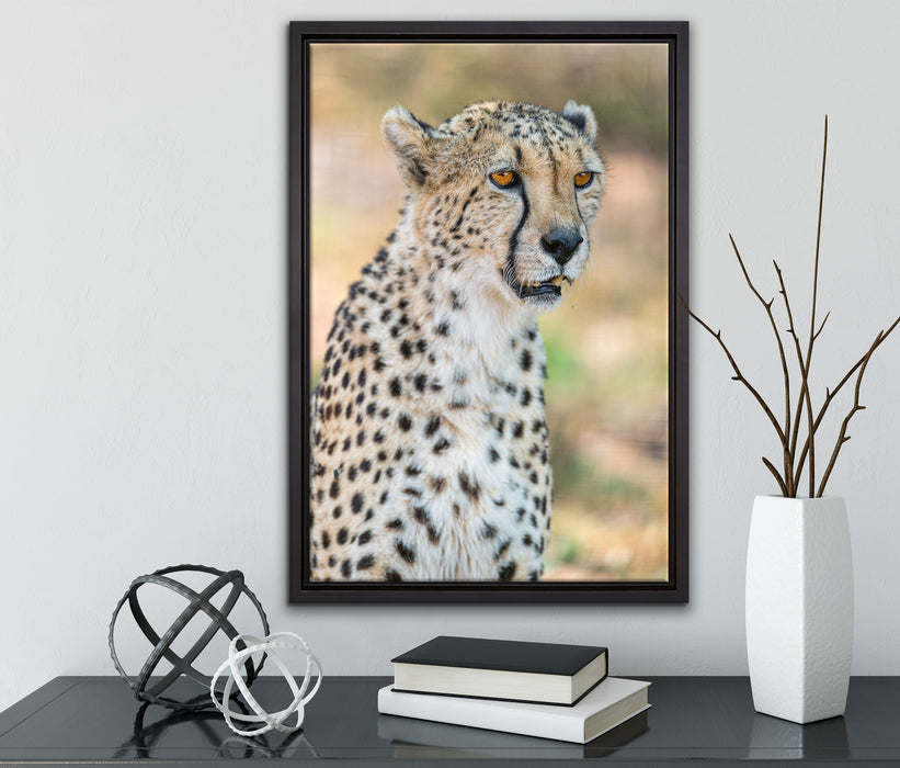 ausgewachsener Gepard auf Leinwandbild gerahmt mit Kirschblüten