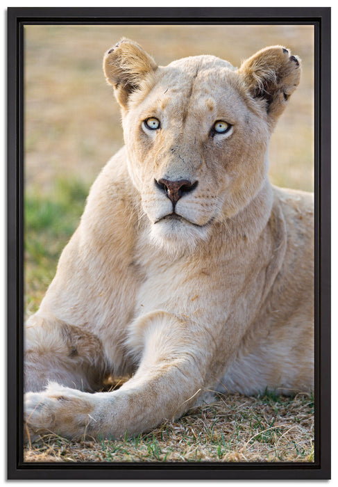 prächtige weiße Löwin auf Leinwandbild gerahmt Größe 60x40