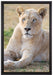 prächtige weiße Löwin auf Leinwandbild gerahmt Größe 60x40