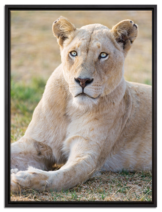 prächtige weiße Löwin auf Leinwandbild gerahmt Größe 80x60