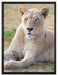 prächtige weiße Löwin auf Leinwandbild gerahmt Größe 80x60
