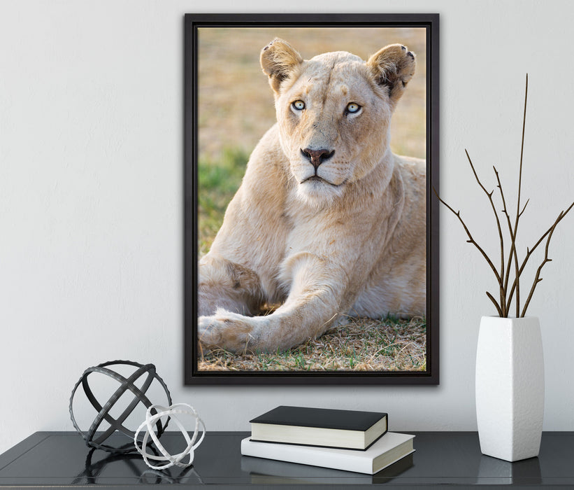 prächtige weiße Löwin auf Leinwandbild gerahmt mit Kirschblüten