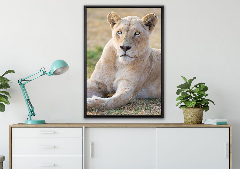 prächtige weiße Löwin auf Leinwandbild gerahmt verschiedene Größen im Wohnzimmer