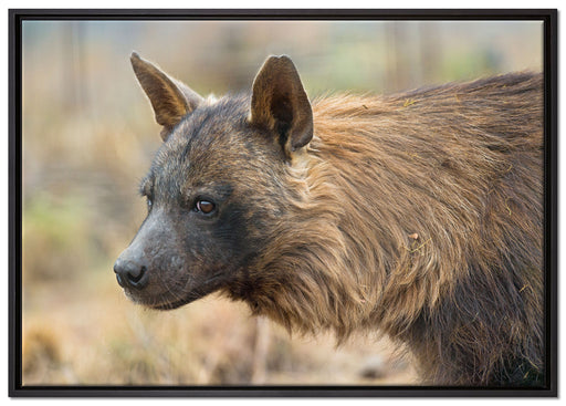 anmutige Hyäne im Wildgras auf Leinwandbild gerahmt Größe 100x70