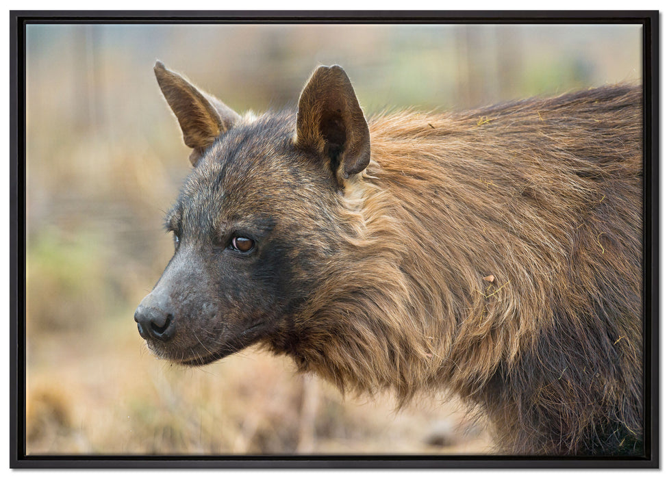 anmutige Hyäne im Wildgras auf Leinwandbild gerahmt Größe 100x70