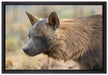 anmutige Hyäne im Wildgras auf Leinwandbild gerahmt Größe 60x40