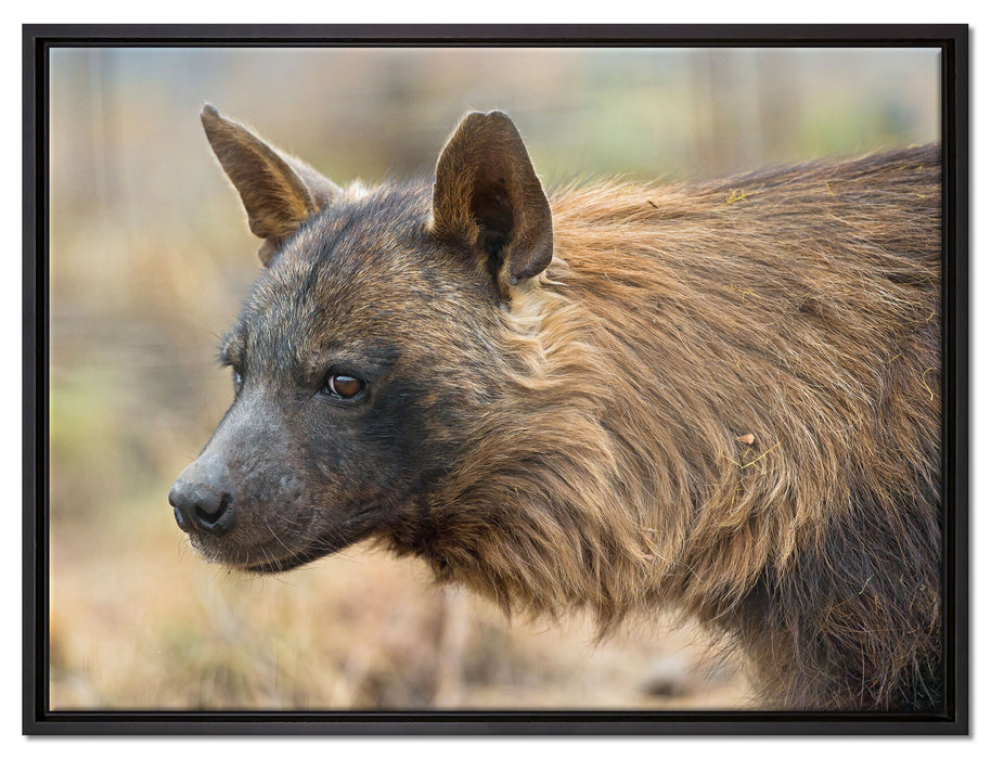 anmutige Hyäne im Wildgras auf Leinwandbild gerahmt Größe 80x60