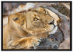 anpirschende Löwin auf Leinwandbild gerahmt Größe 100x70