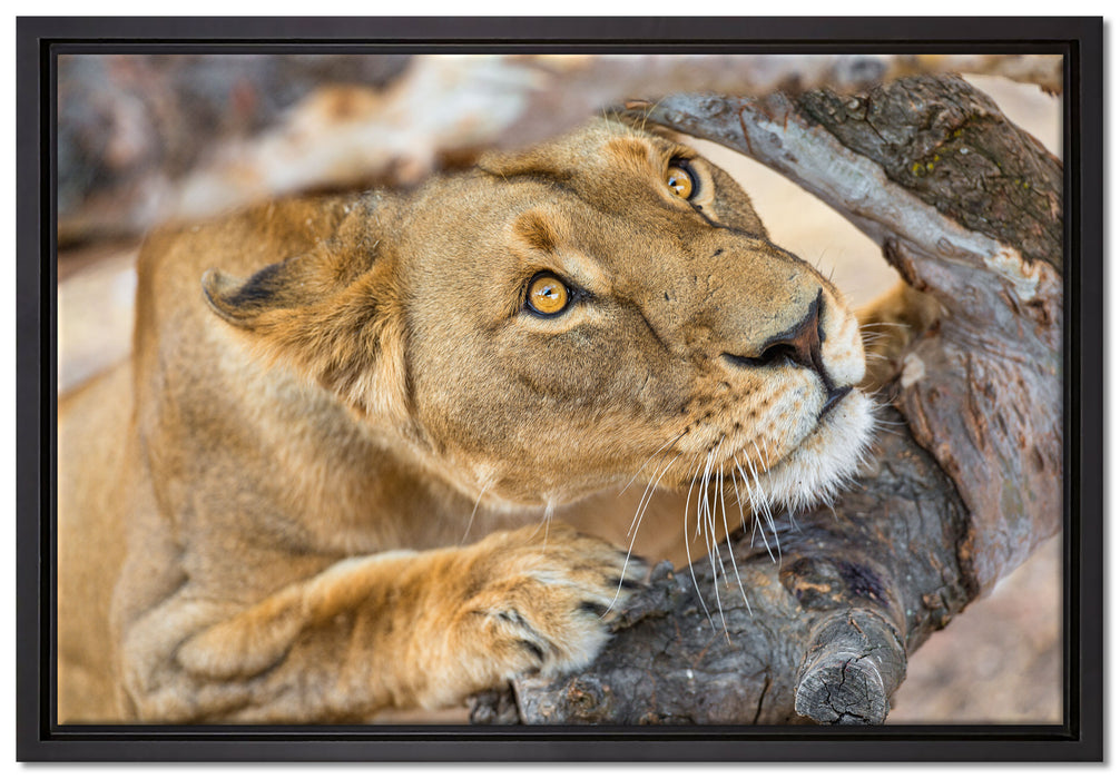 anpirschende Löwin auf Leinwandbild gerahmt Größe 60x40