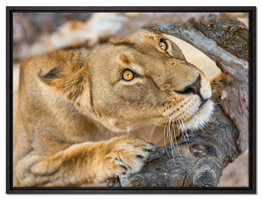 anpirschende Löwin auf Leinwandbild gerahmt Größe 80x60