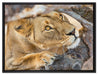 anpirschende Löwin auf Leinwandbild gerahmt Größe 80x60