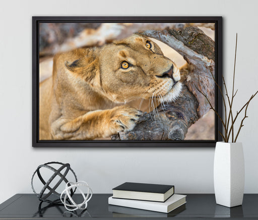 anpirschende Löwin auf Leinwandbild gerahmt mit Kirschblüten