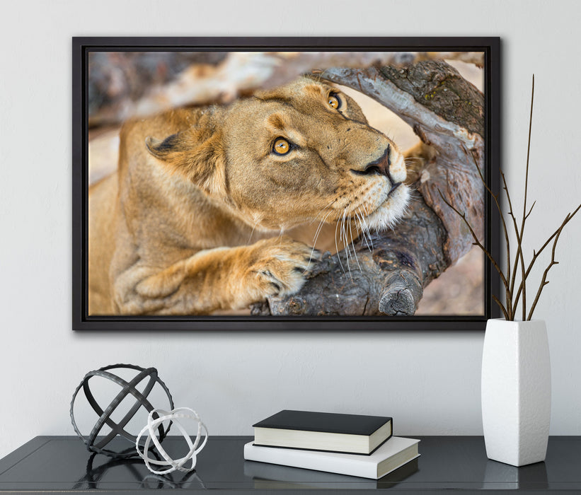 anpirschende Löwin auf Leinwandbild gerahmt mit Kirschblüten