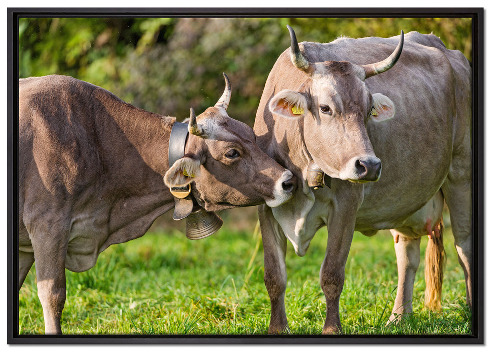 Kuhbullen auf Weide auf Leinwandbild gerahmt Größe 100x70