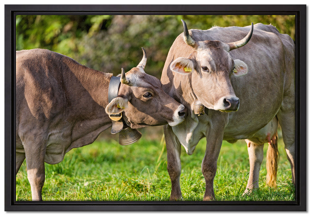 Kuhbullen auf Weide auf Leinwandbild gerahmt Größe 60x40