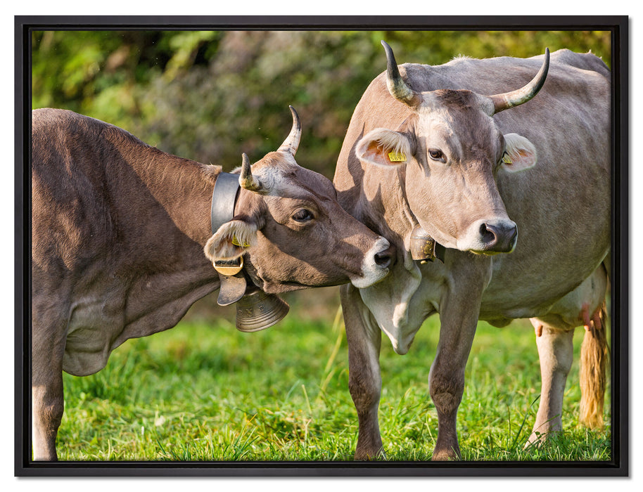 Kuhbullen auf Weide auf Leinwandbild gerahmt Größe 80x60